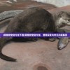 (萌宠猎宝官方版下载)萌宠猎宝官方版，游戏探索与常见问题解答