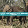 (动物森林法则手游下载app下载)动物森林法则手游，探索自然法则与游戏魅力的完美结合