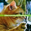 (探探猫过大年全集)探探猫大作战折扣全面解析与攻略