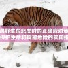 遭遇野生东北虎时的正确应对策略：保护生命和规避危险的实用指南