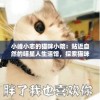 小峰小志的猫咪小院：贴近自然的喵星人生活馆，探索猫咪和人类之间的神秘情感纽带