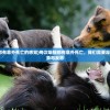 (每次吸猫都有意外死亡的感觉)每次吸猫都有意外死亡，我们需要深度关注的现象与反思