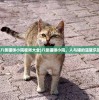 (八条猫咪小院视频大全)八条猫咪小院，人与喵的温馨乐园