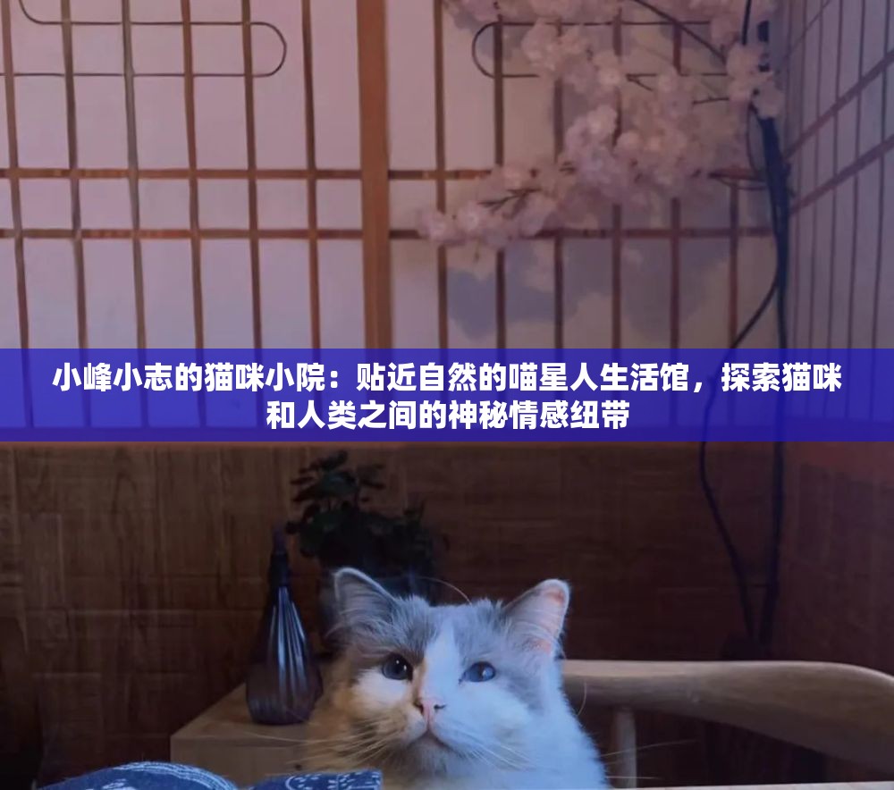 小峰小志的猫咪小院：贴近自然的喵星人生活馆，探索猫咪和人类之间的神秘情感纽带