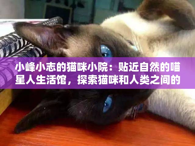 小峰小志的猫咪小院：贴近自然的喵星人生活馆，探索猫咪和人类之间的神秘情感纽带