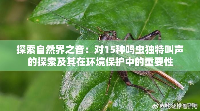 探索自然界之音：对15种鸣虫独特叫声的探索及其在环境保护中的重要性