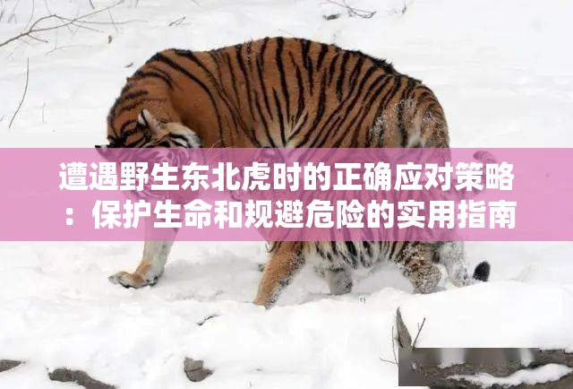 遭遇野生东北虎时的正确应对策略：保护生命和规避危险的实用指南