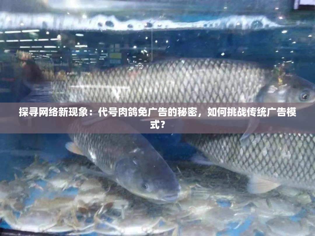 探寻网络新现象：代号肉鸽免广告的秘密，如何挑战传统广告模式？