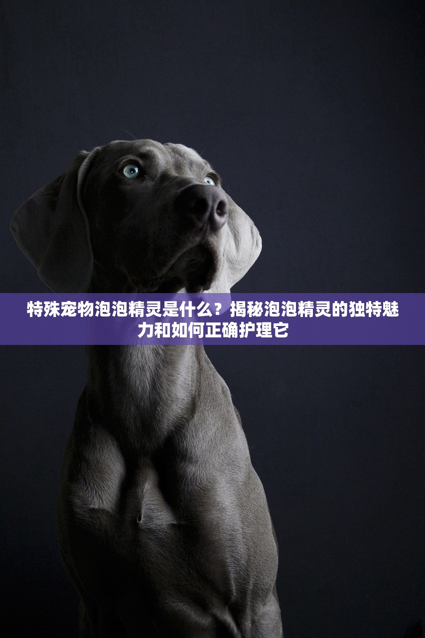 (怼怼梦三国曹孟德厉害吗)怼怼梦三国，探索曹孟德的传奇人生