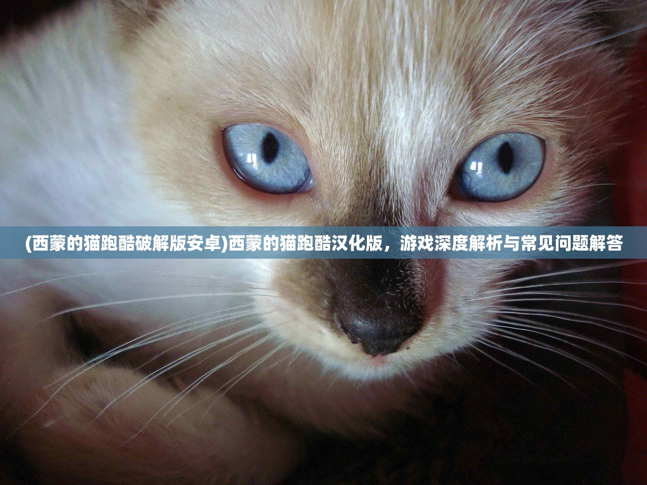(文字江湖攻略)文字江湖中的容貌等级，深度解析与探讨