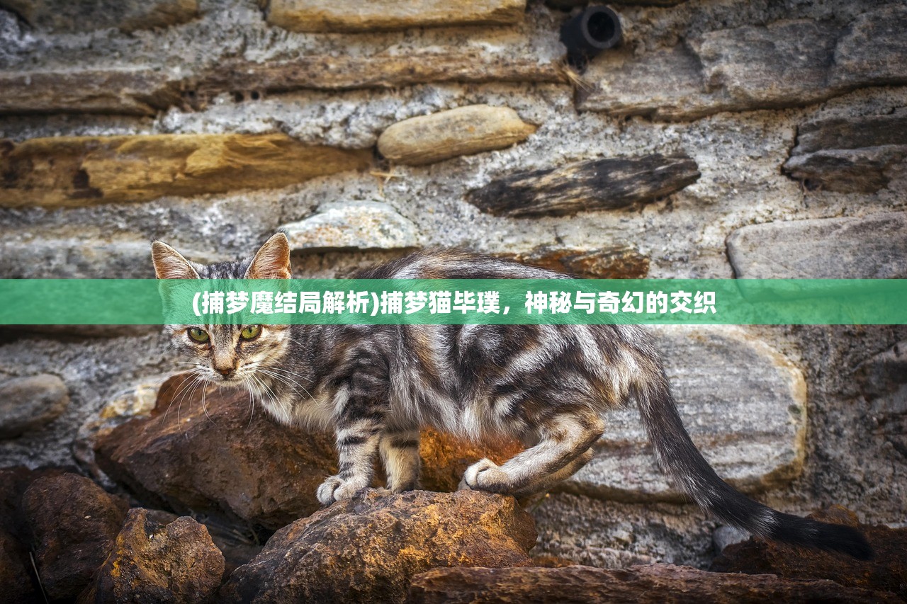 (樱花校园模拟器中文版最新版本破解版)樱花校园模拟器中文版最新版本深度解析与探讨