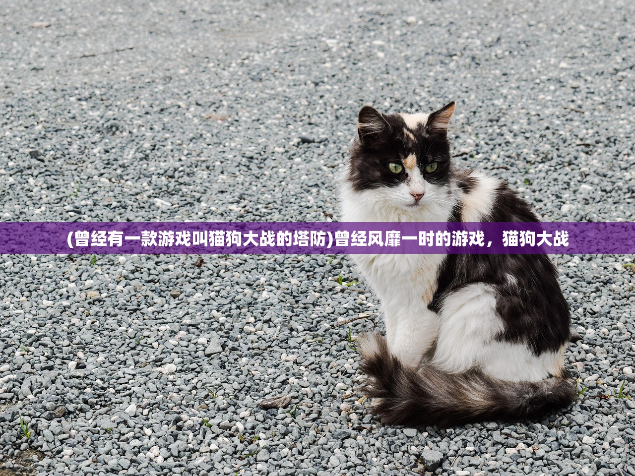 (全面战争 冲锋保持阵型)全面冲锋停服原因深度解析