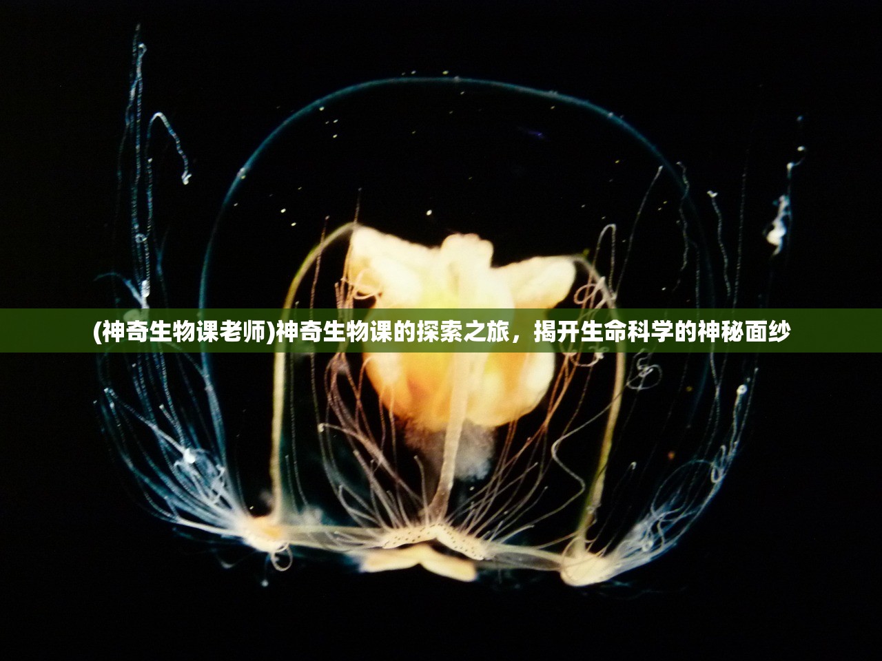 (纸嫁衣1游戏攻略)纸嫁衣1，深入解析这部独具特色的作品
