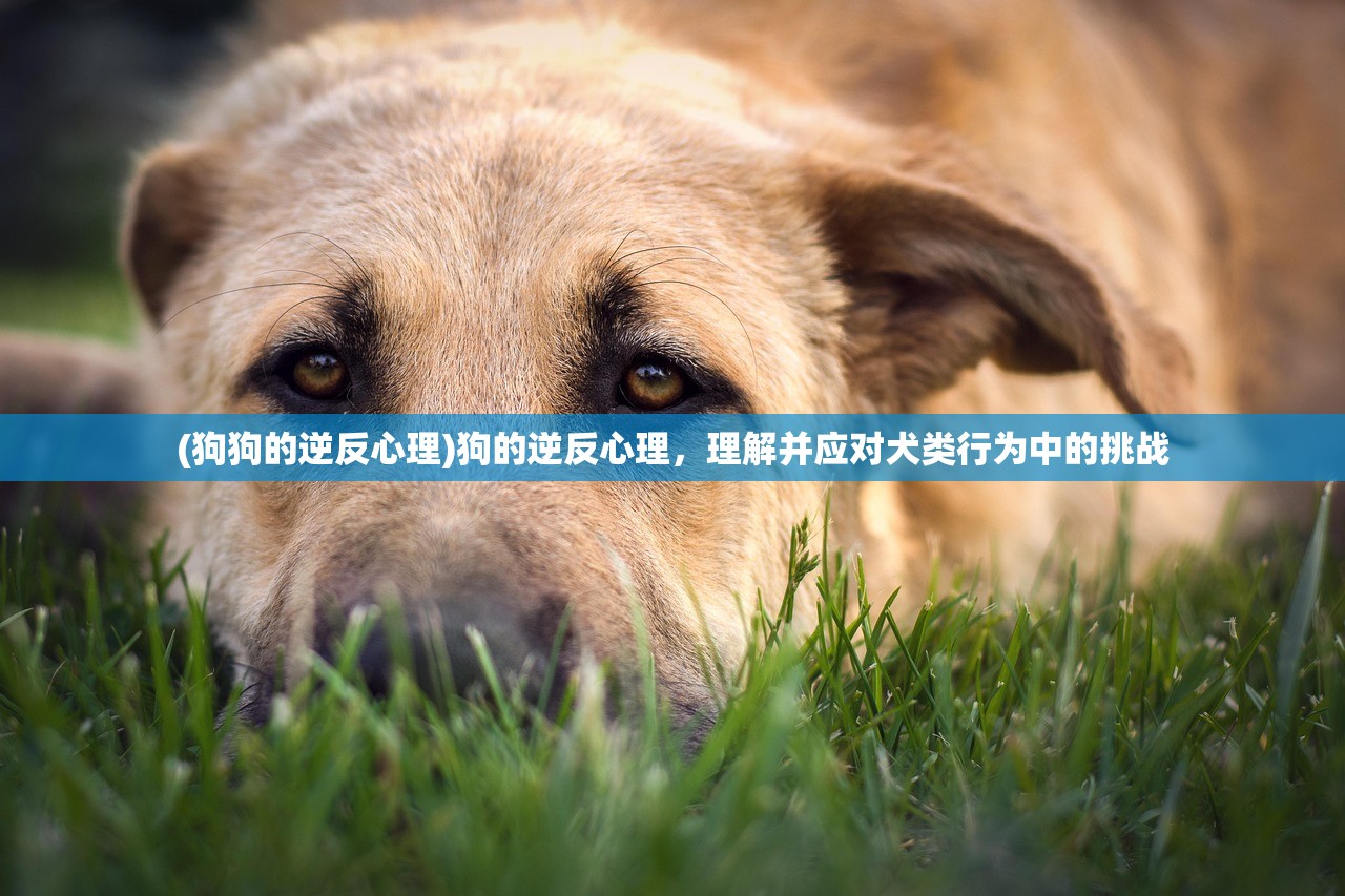 (云溪茶楼)云溪茶舍攻略，品味独特茶文化体验
