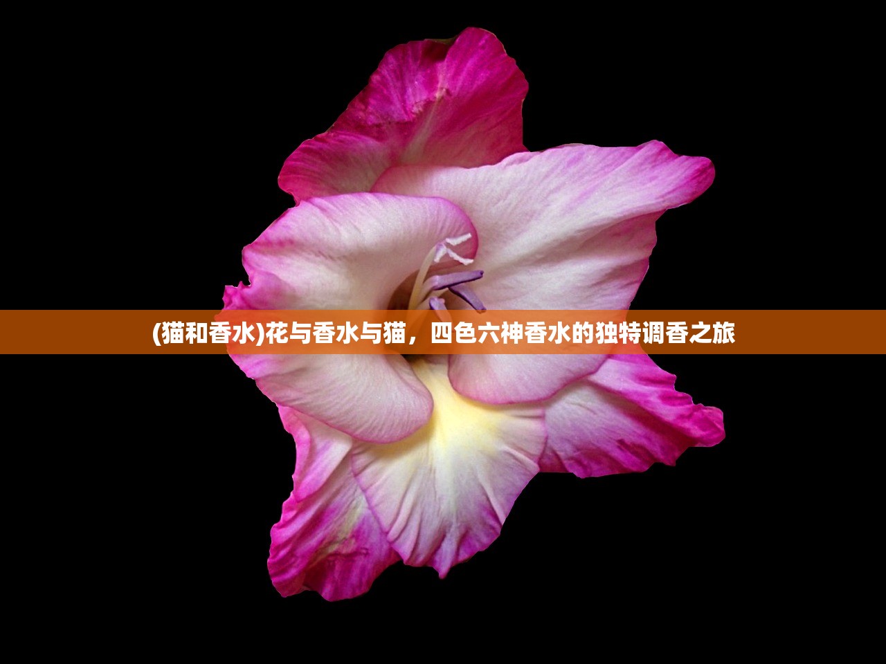 (猫和香水)花与香水与猫，四色六神香水的独特调香之旅