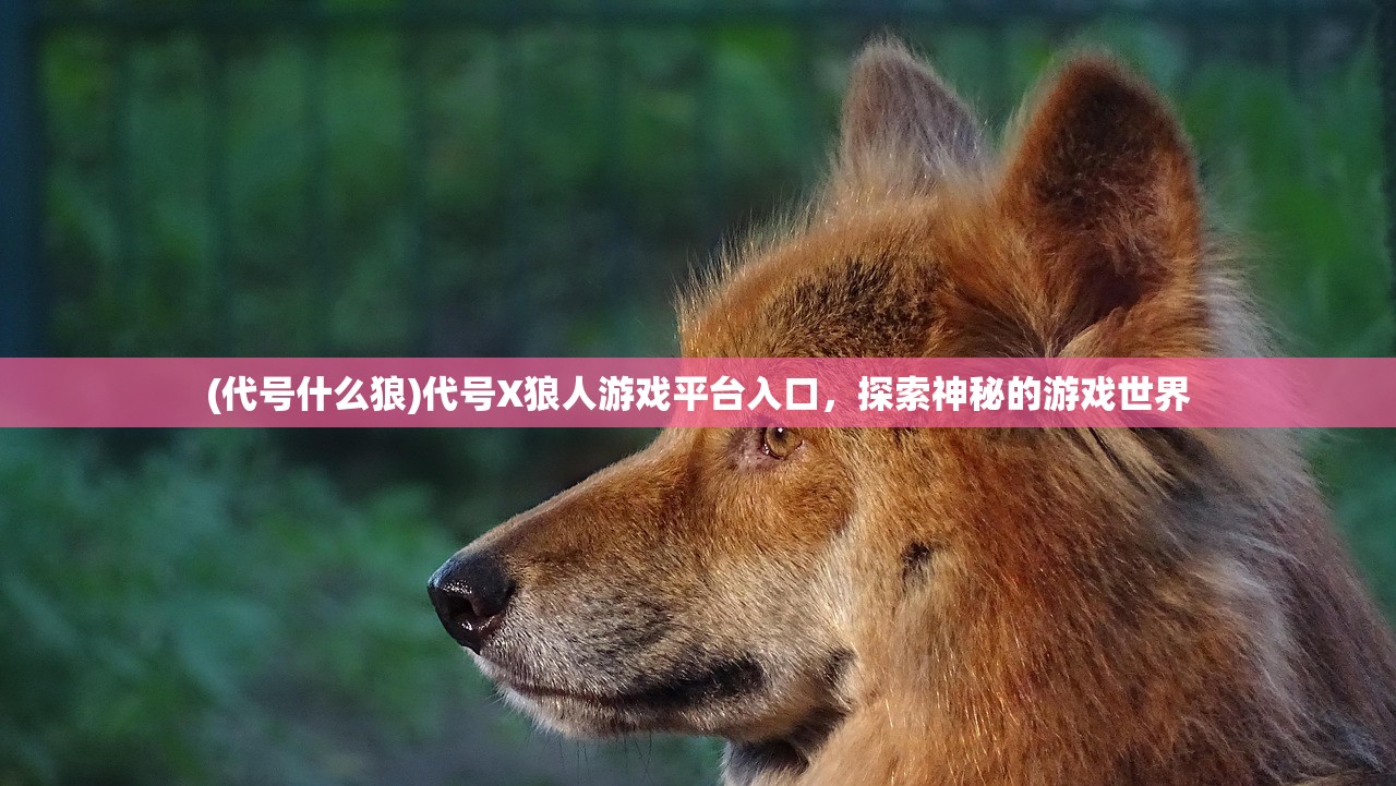 (代号什么狼)代号X狼人游戏平台入口，探索神秘的游戏世界