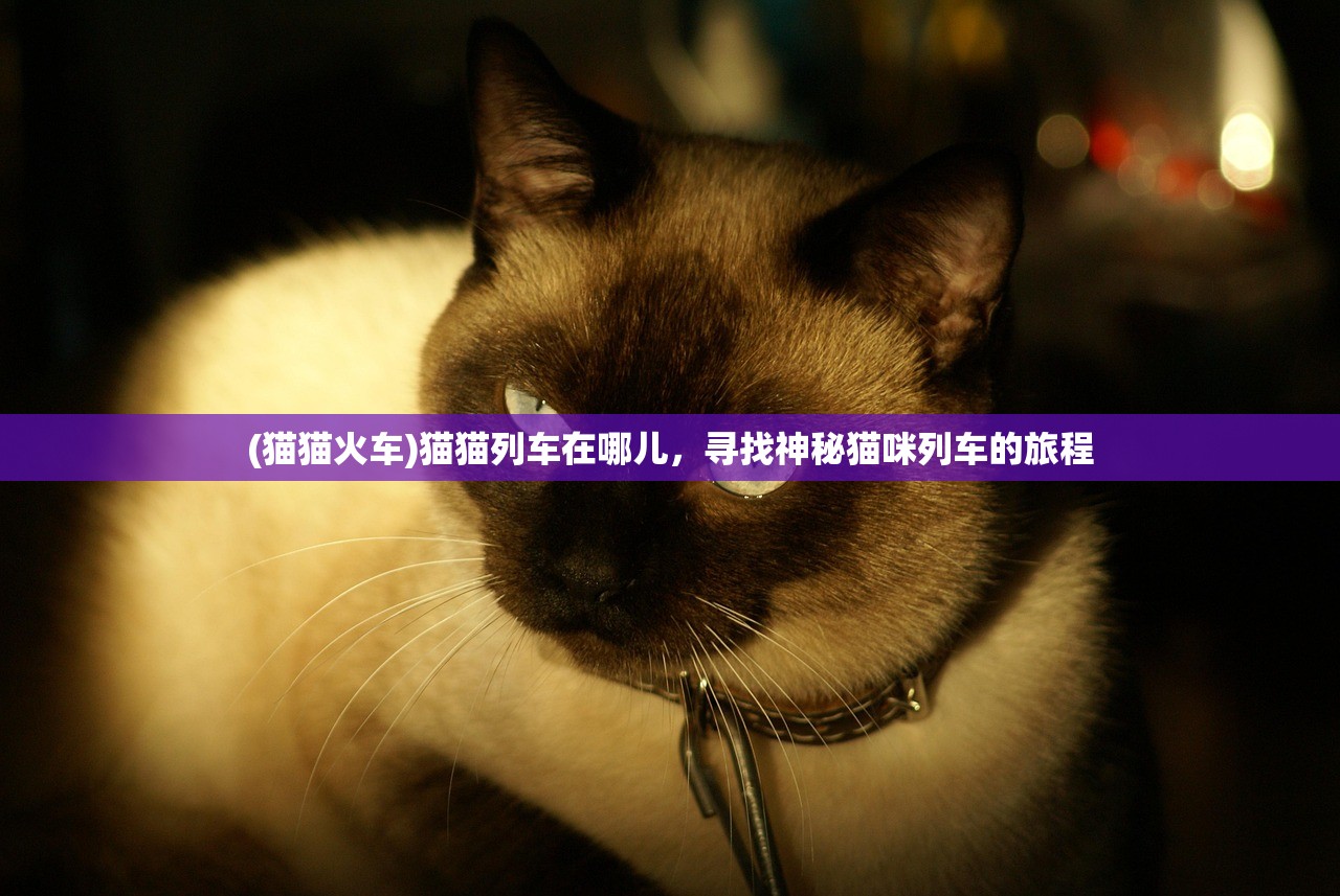 (猫猫火车)猫猫列车在哪儿，寻找神秘猫咪列车的旅程