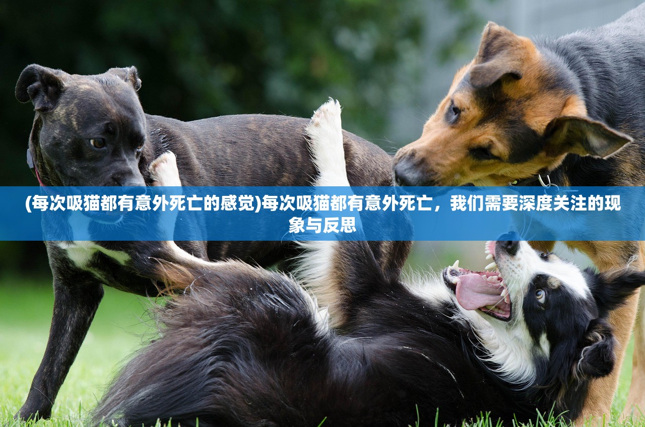 (每次吸猫都有意外死亡的感觉)每次吸猫都有意外死亡，我们需要深度关注的现象与反思