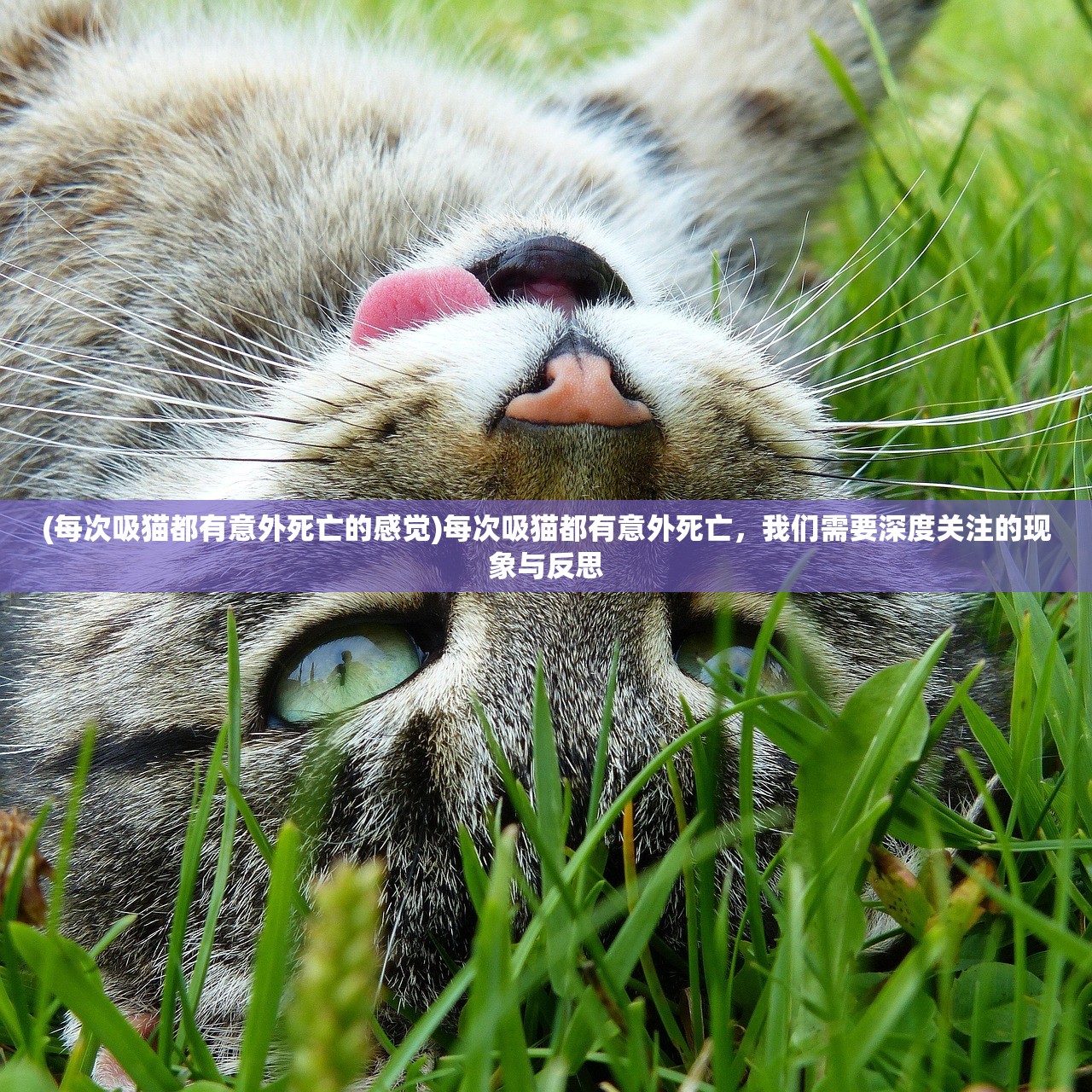 (每次吸猫都有意外死亡的感觉)每次吸猫都有意外死亡，我们需要深度关注的现象与反思