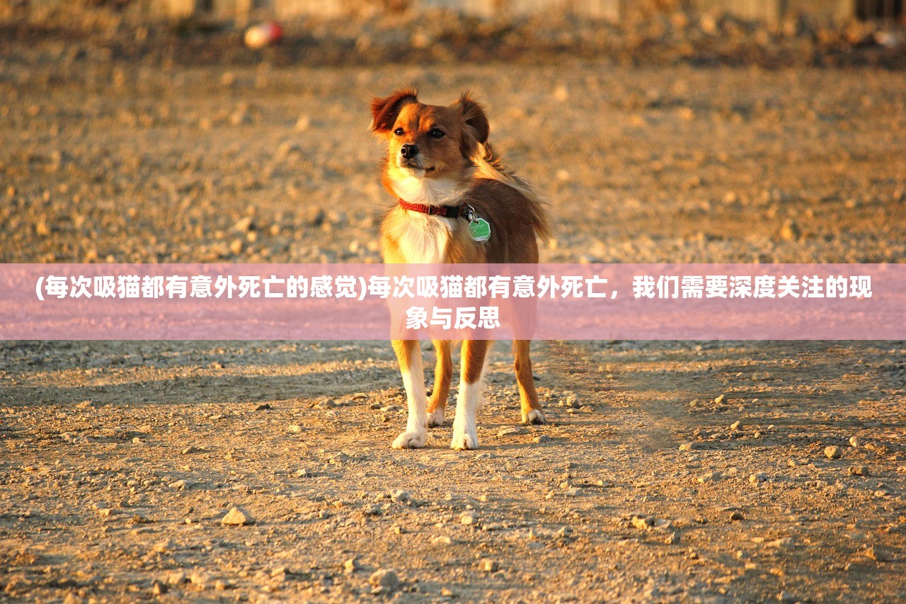 (每次吸猫都有意外死亡的感觉)每次吸猫都有意外死亡，我们需要深度关注的现象与反思