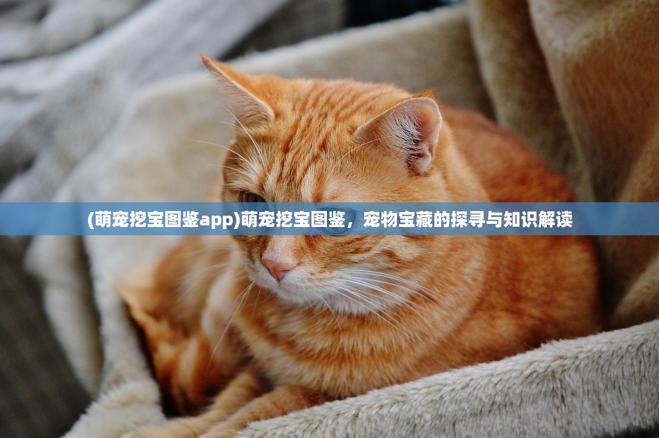 (萌宠挖宝图鉴app)萌宠挖宝图鉴，宠物宝藏的探寻与知识解读