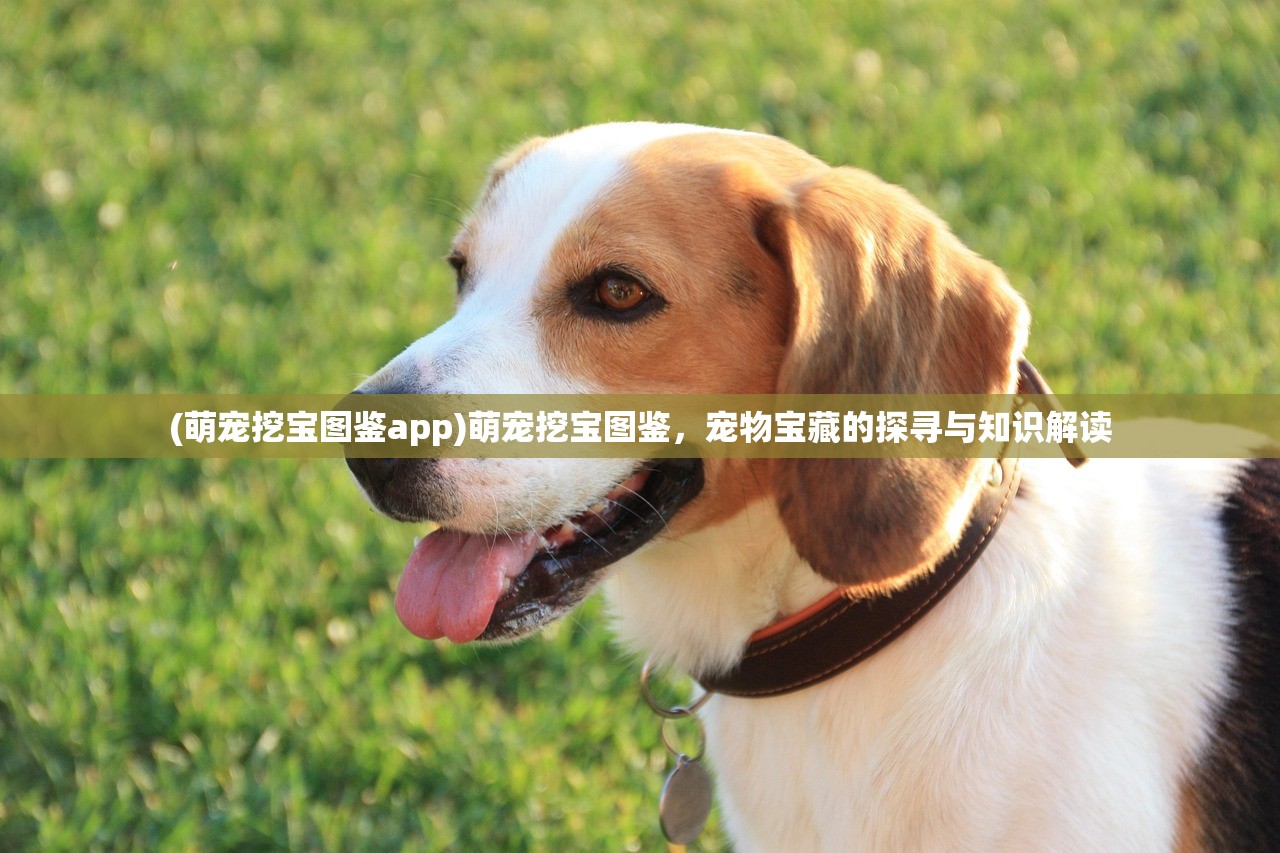 (萌宠挖宝图鉴app)萌宠挖宝图鉴，宠物宝藏的探寻与知识解读