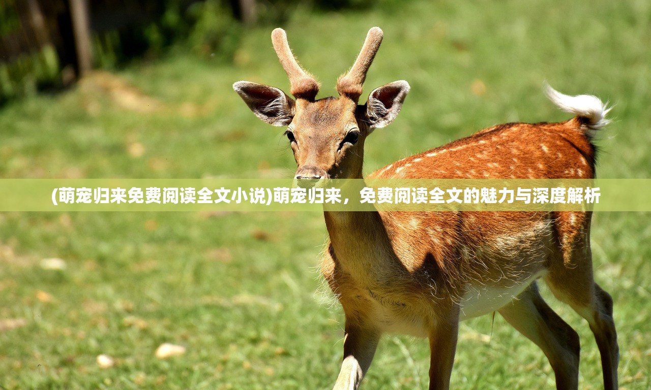 (萌宠归来免费阅读全文小说)萌宠归来，免费阅读全文的魅力与深度解析