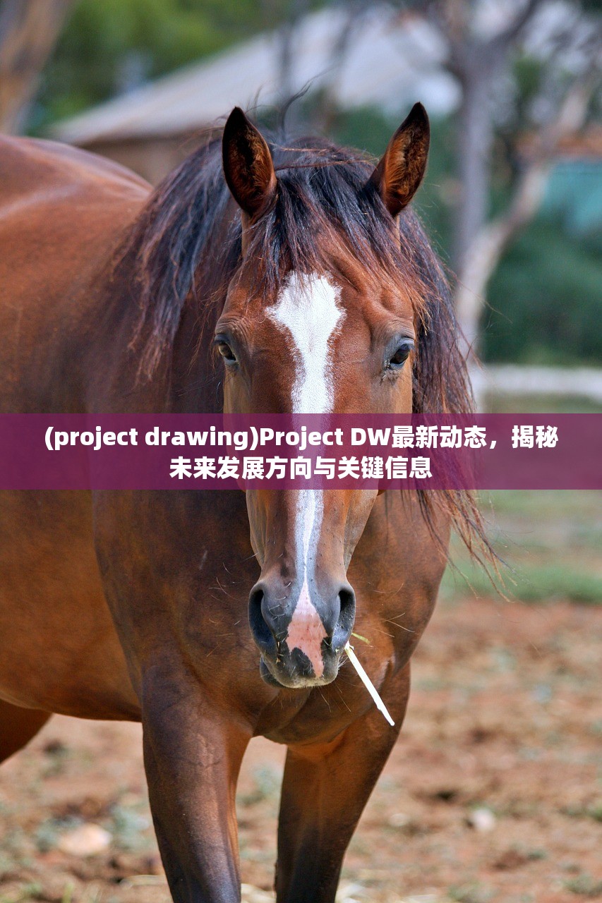 (project drawing)Project DW最新动态，揭秘未来发展方向与关键信息