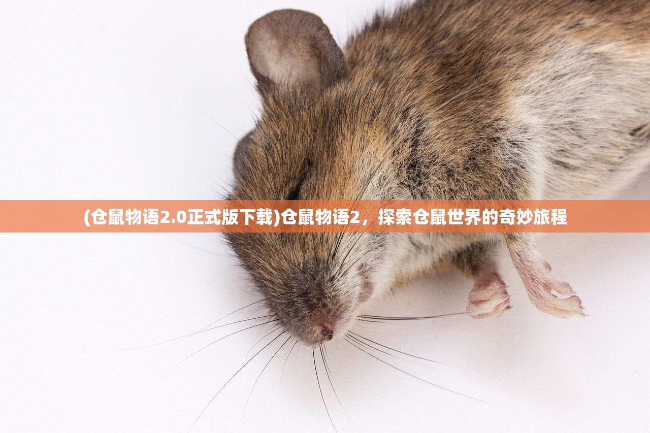 (仓鼠物语2.0正式版下载)仓鼠物语2，探索仓鼠世界的奇妙旅程
