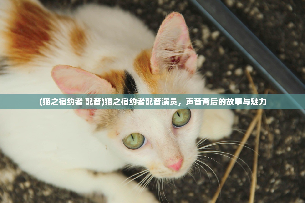 (猫之宿约者 配音)猫之宿约者配音演员，声音背后的故事与魅力