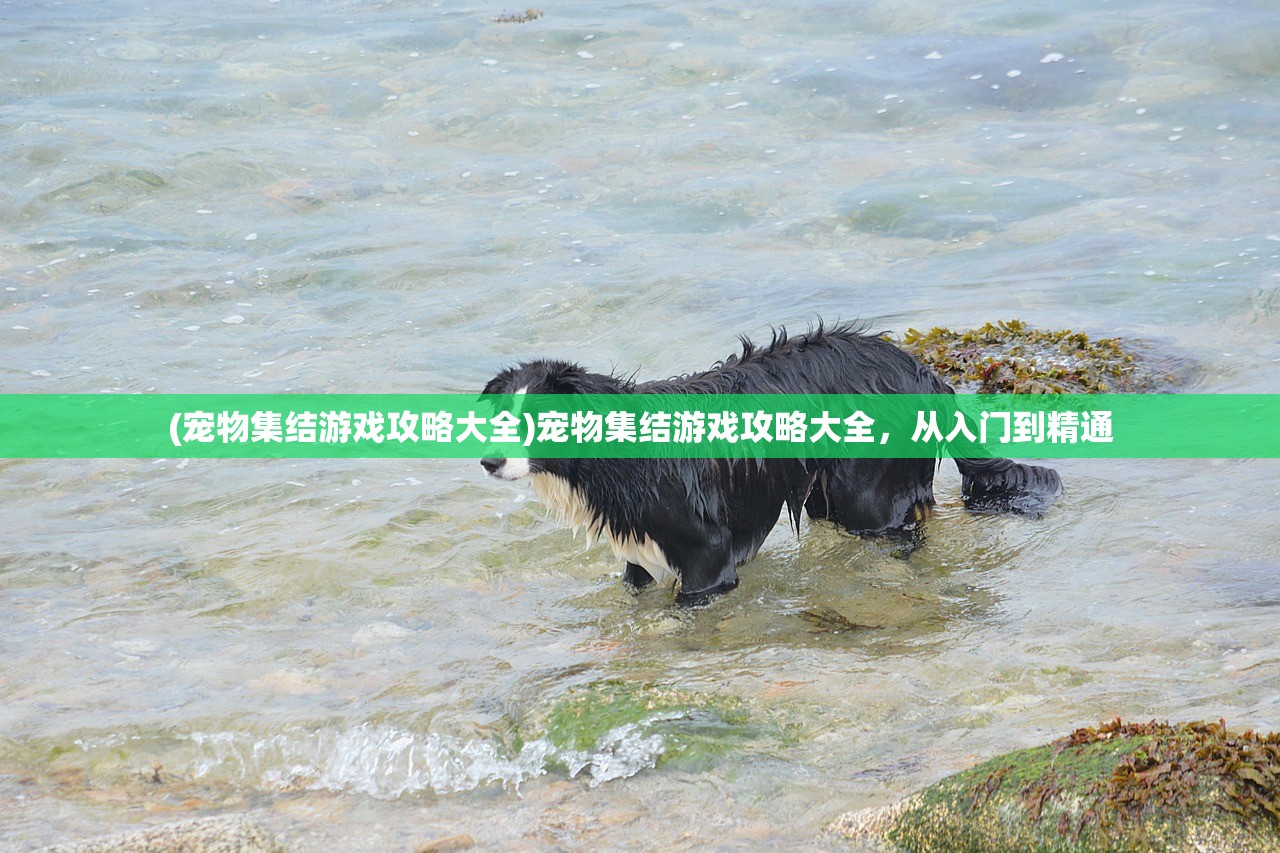 (宠物集结游戏攻略大全)宠物集结游戏攻略大全，从入门到精通