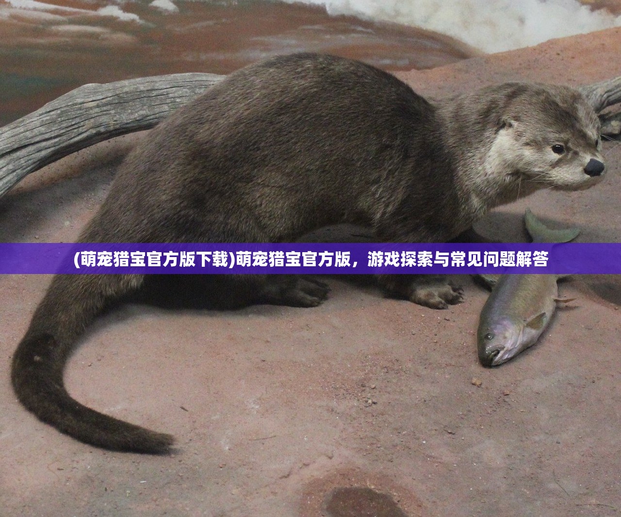 (萌宠猎宝官方版下载)萌宠猎宝官方版，游戏探索与常见问题解答