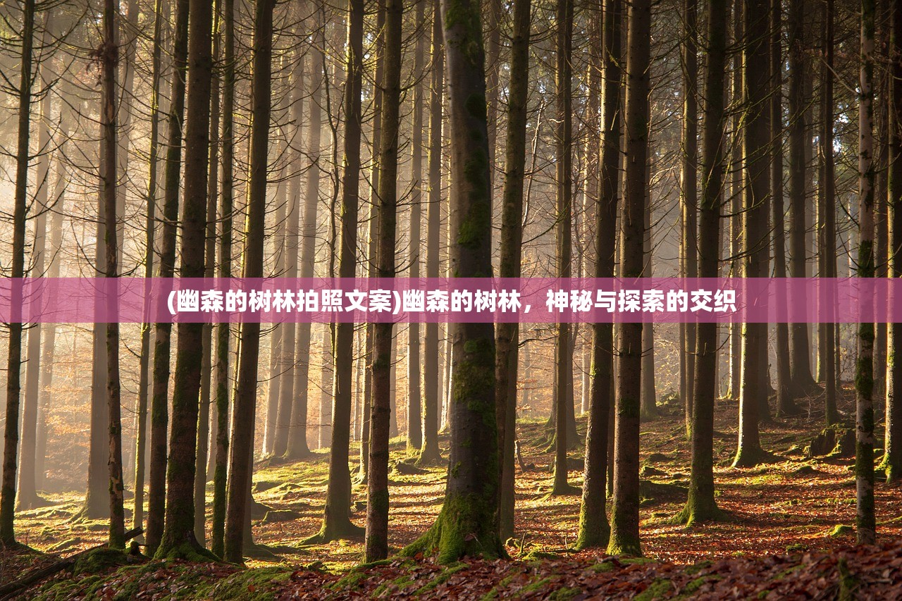(幽森的树林拍照文案)幽森的树林，神秘与探索的交织