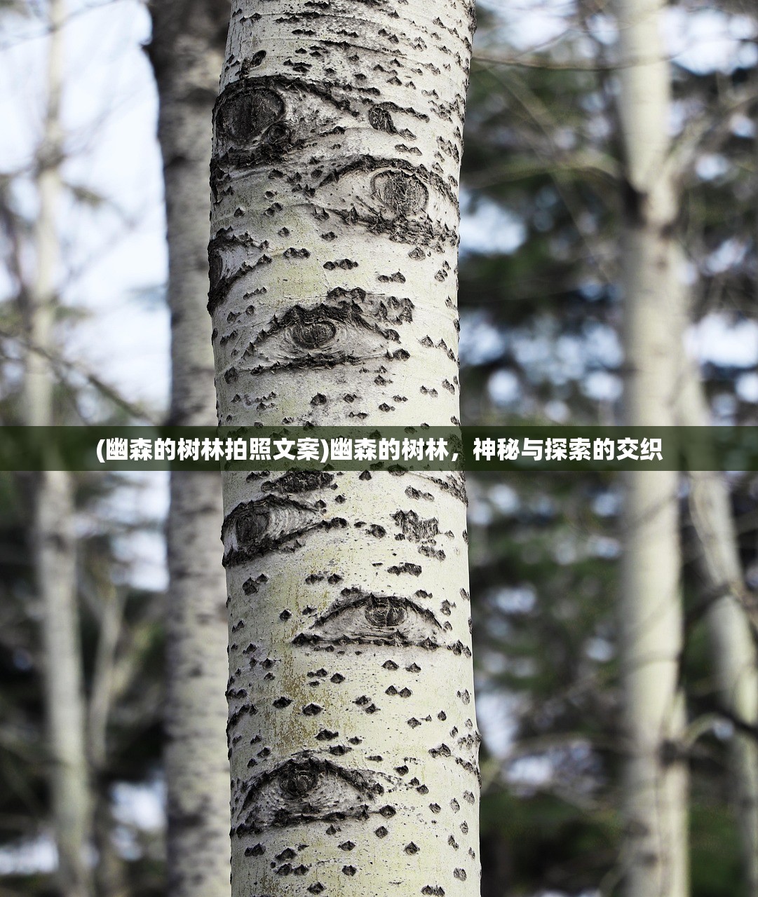 (幽森的树林拍照文案)幽森的树林，神秘与探索的交织