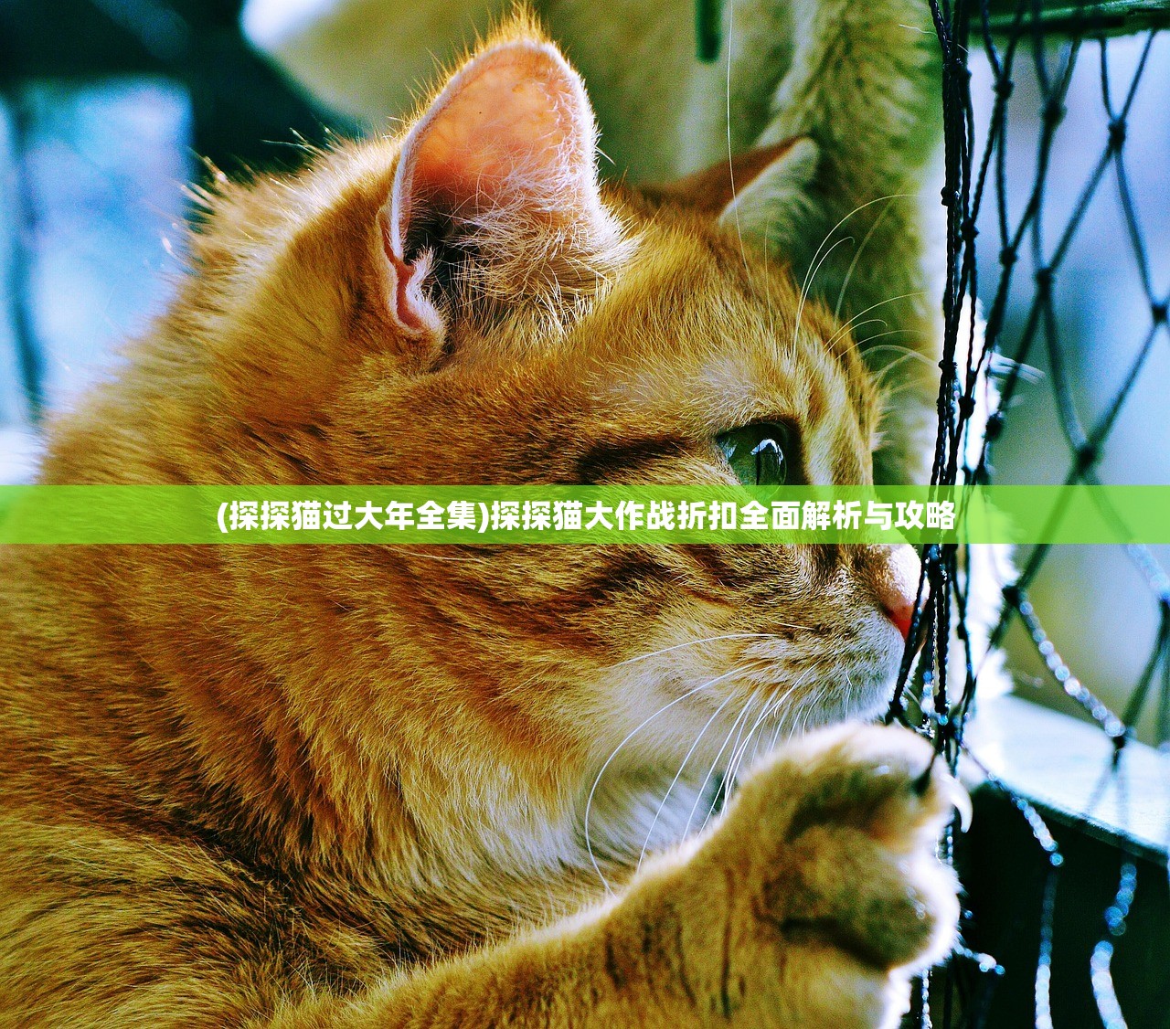 (探探猫过大年全集)探探猫大作战折扣全面解析与攻略